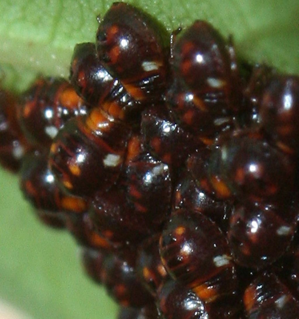 Neanidi: cfr. Nezara viridula